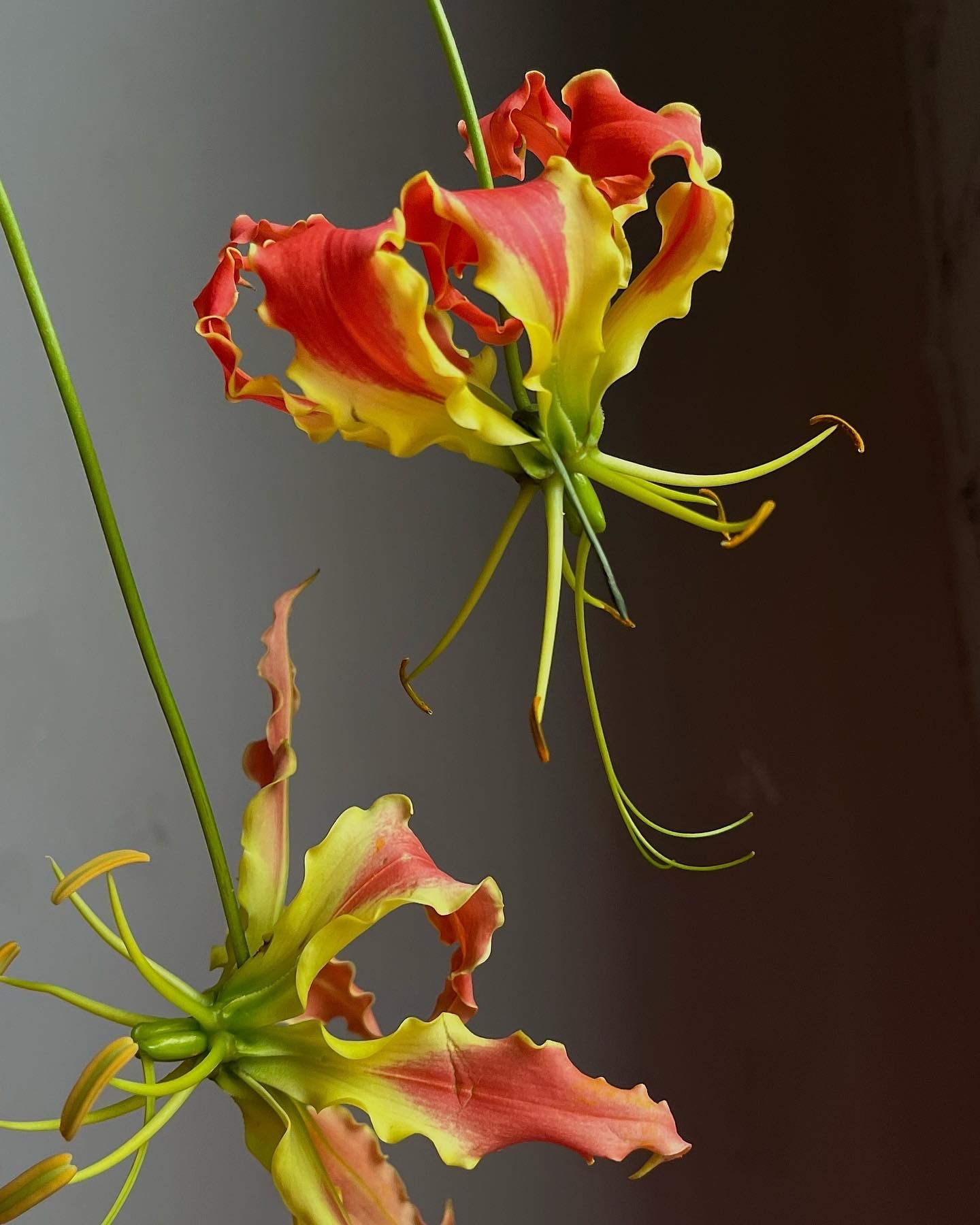 Цветочные композиции